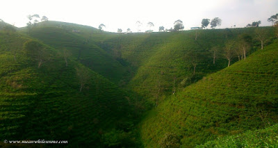 Candi Cetho, Candi di Atas Kahyangan kebun teh kemuning Candi Cetho, Candi di Atas Kahyangan kebun teh kemuning