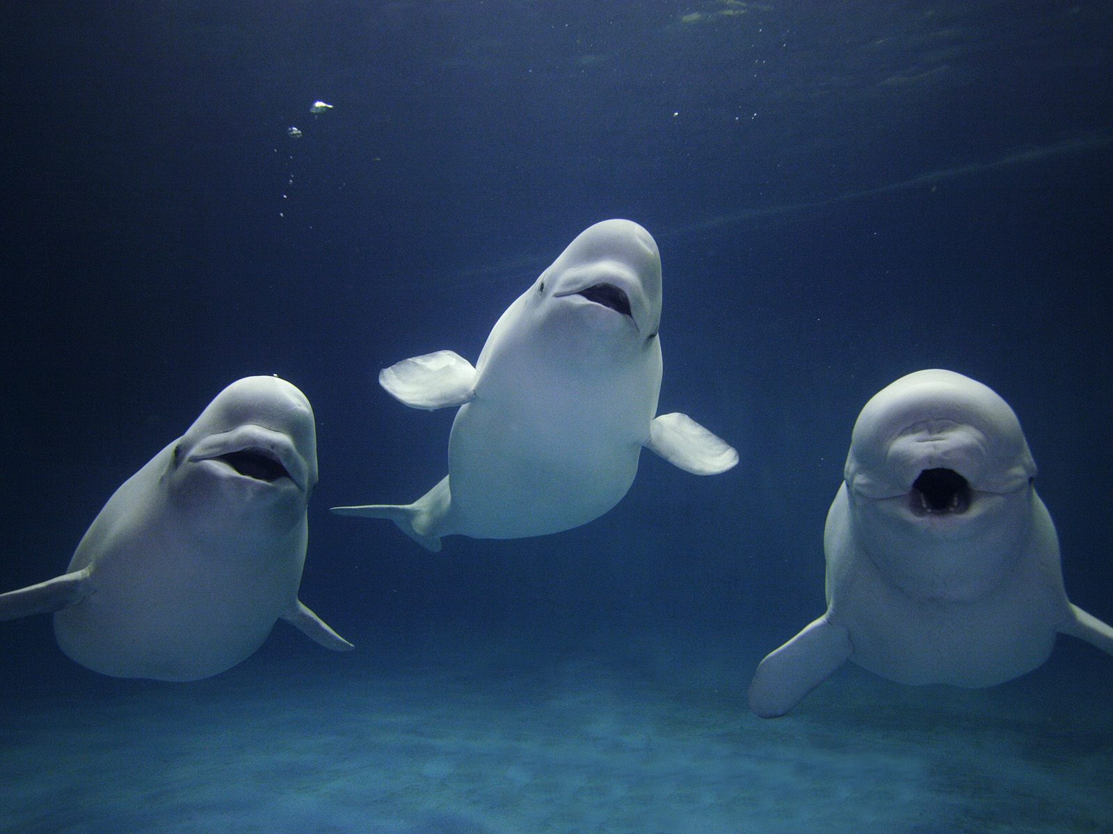 http://2.bp.blogspot.com/-21jRpnJQACI/T3-nIPbxfrI/AAAAAAAAB-M/eaqo90NhE0Y/s1600/beluga+whale+trio.jpg