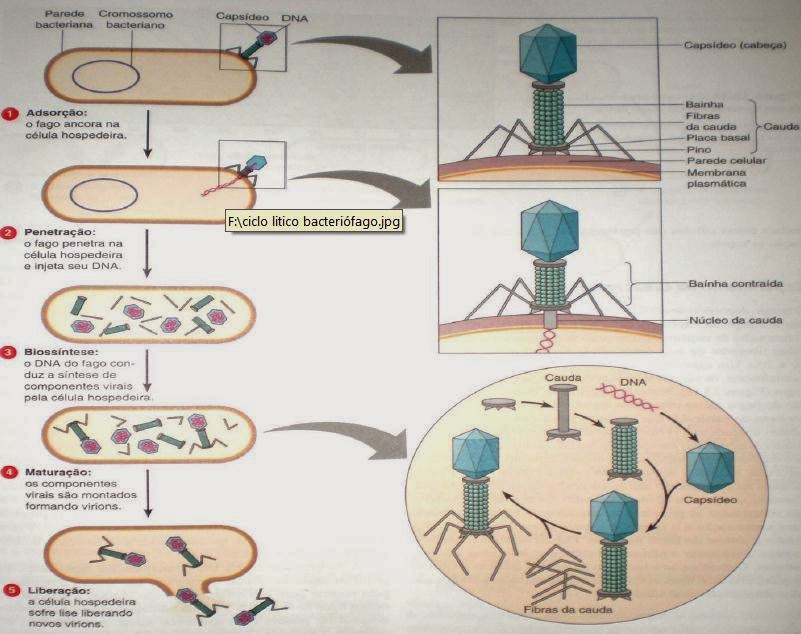 Biologia: O que são vírus, como eles se reproduzem e como é sua estrutura?