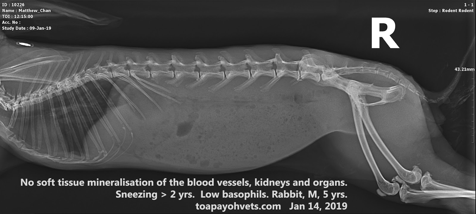 Veterinary, Photography and Travel Stories for vet students and pet