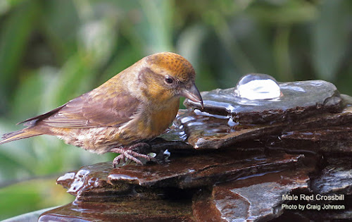 Backyard Bird Magic Pacific Northwest Magazine Seattle Times