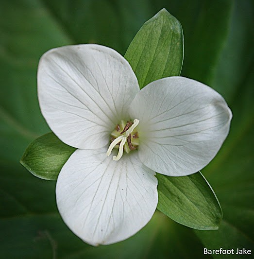 Olympic wildflower
