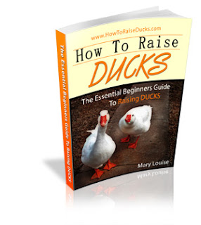 how to raise ducks
