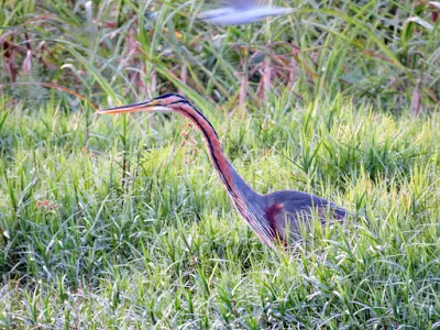 Purple Heron on Lake Victoria in Uganda