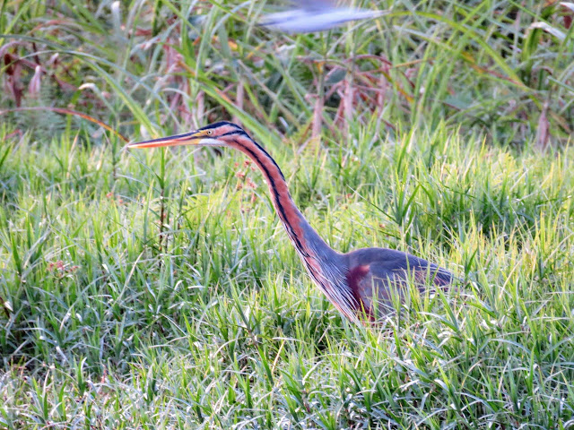 Purple Heron on Lake Victoria in Uganda Purple Heron on Lake Victoria in Uganda