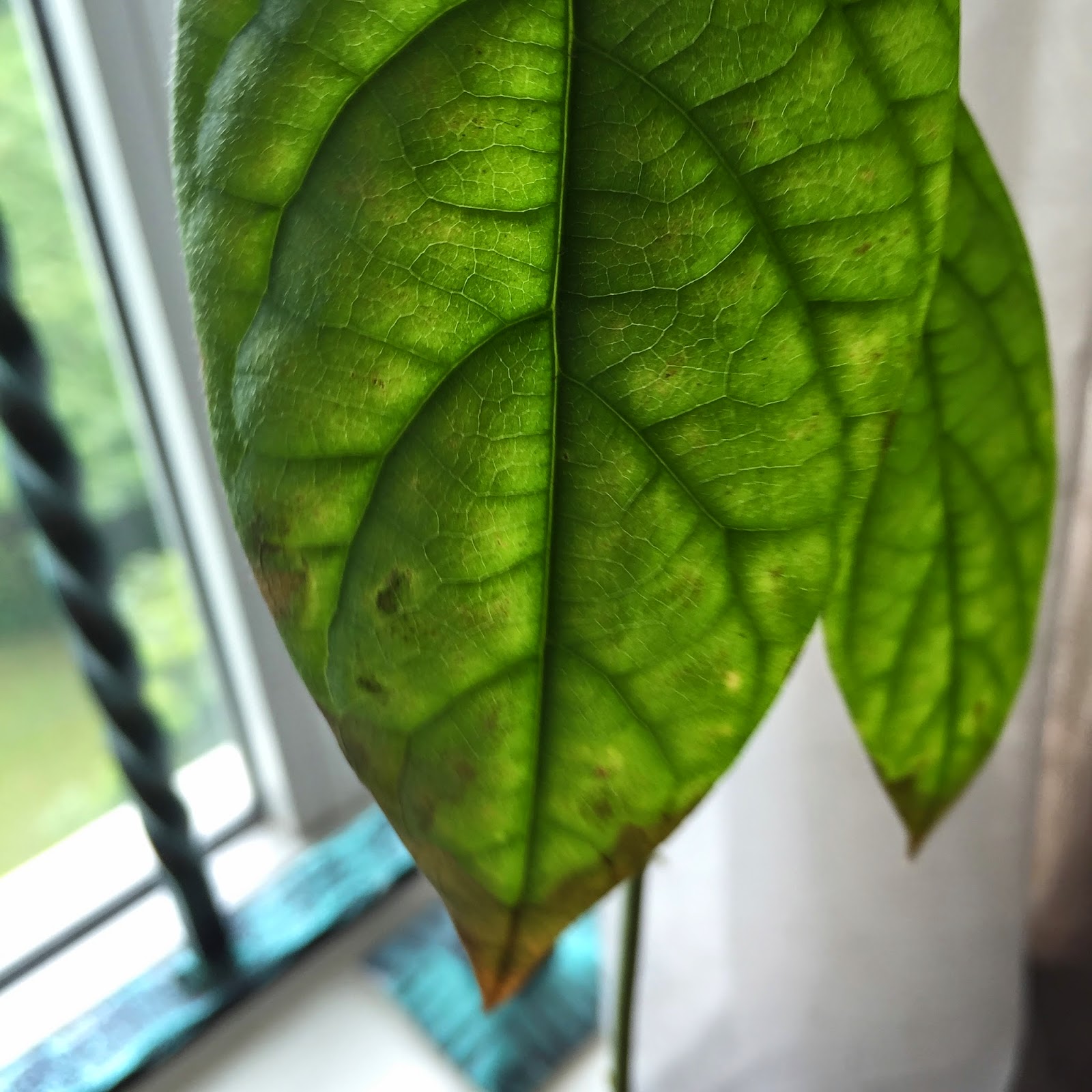 SG My Garden Good: Avocado leaf tips brown