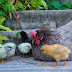 Top 4 Ebooks for Building Chicken Coops