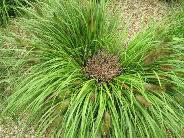 Plants Blog Granny Pine