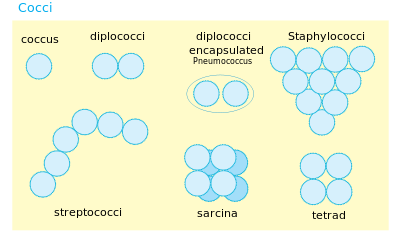 Bakteri Kokus (Coccus)