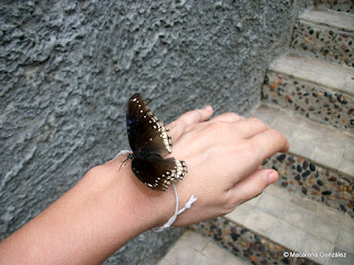 JARDÍN DE MARIPOSAS, BANGKOK. TAILANDIA 