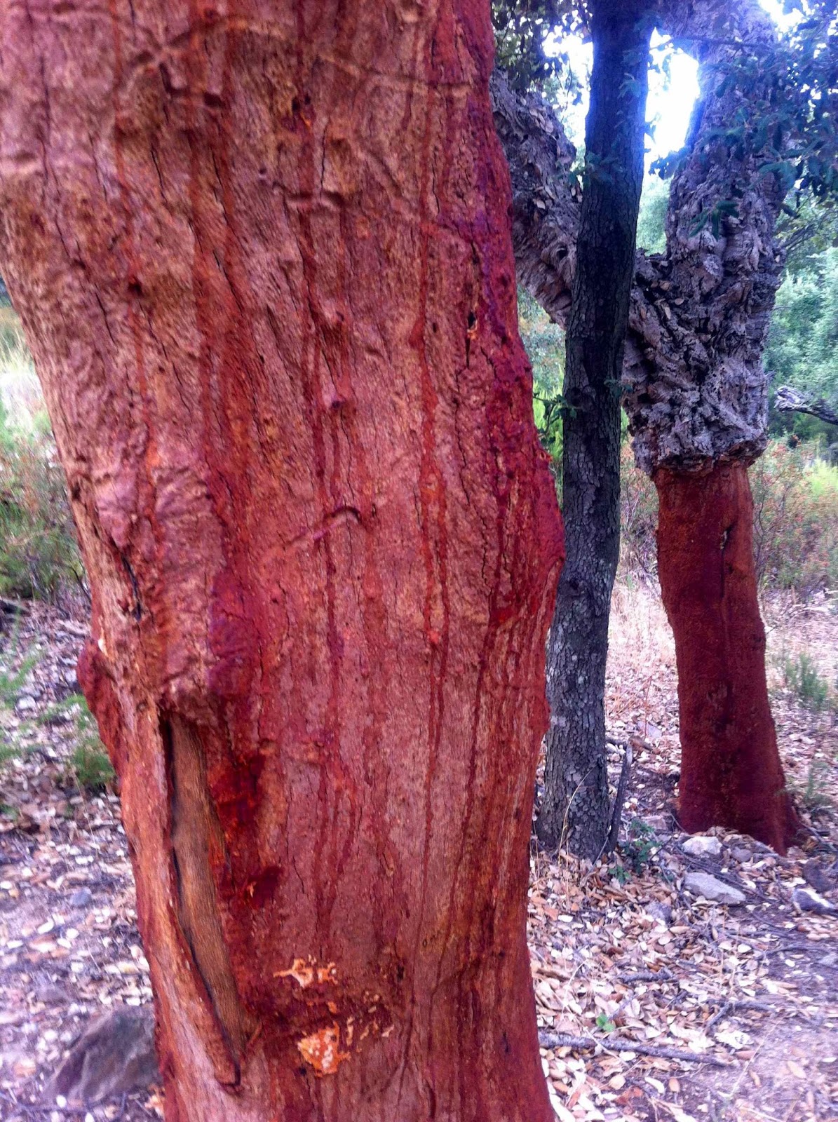 Résultat de recherche d'images pour "tronc rouge"