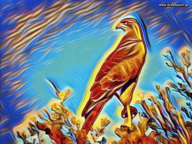 falcon falcon