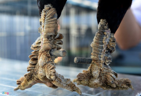 Chum anh: Trai ga vay rong o Sai Gon duoc dan choi san lung - Anh 8