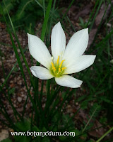 Zephyranthes candida