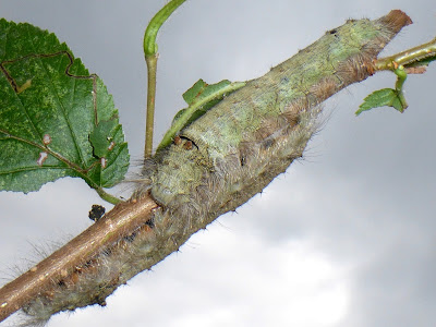 Tolype velleda caterpillar Tolype velleda caterpillar