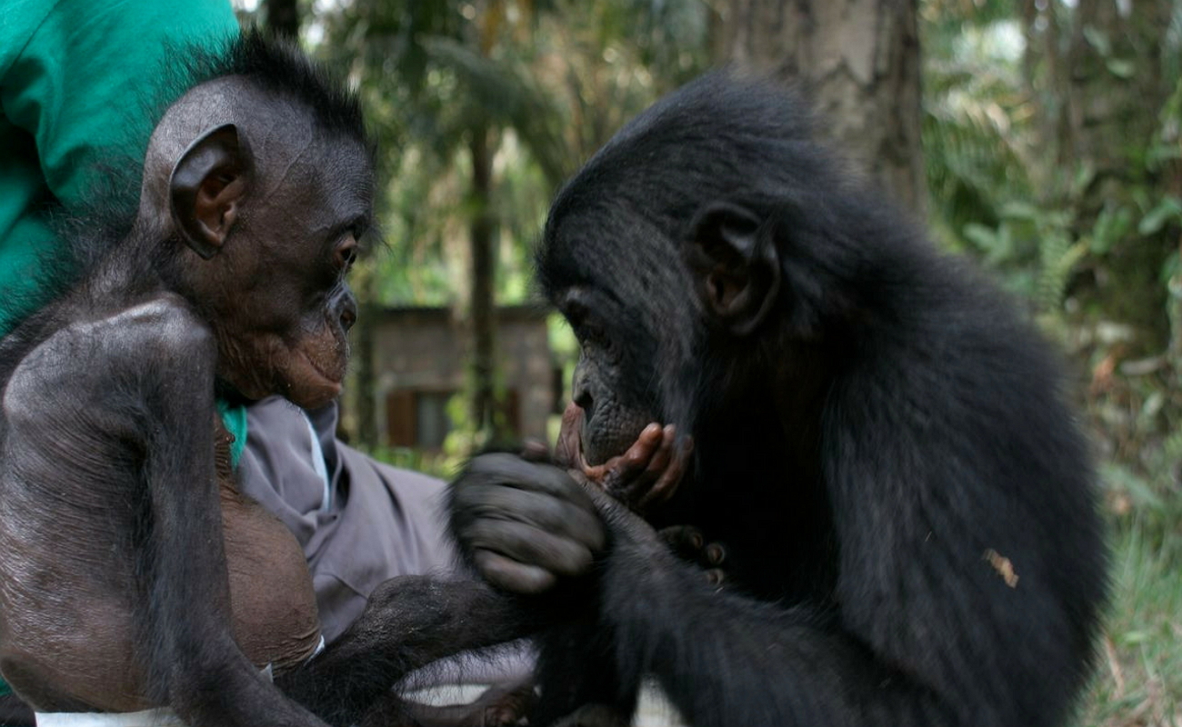 Шимпанзе, бонобо и даже люди могут понимать общий древний язык тела.
