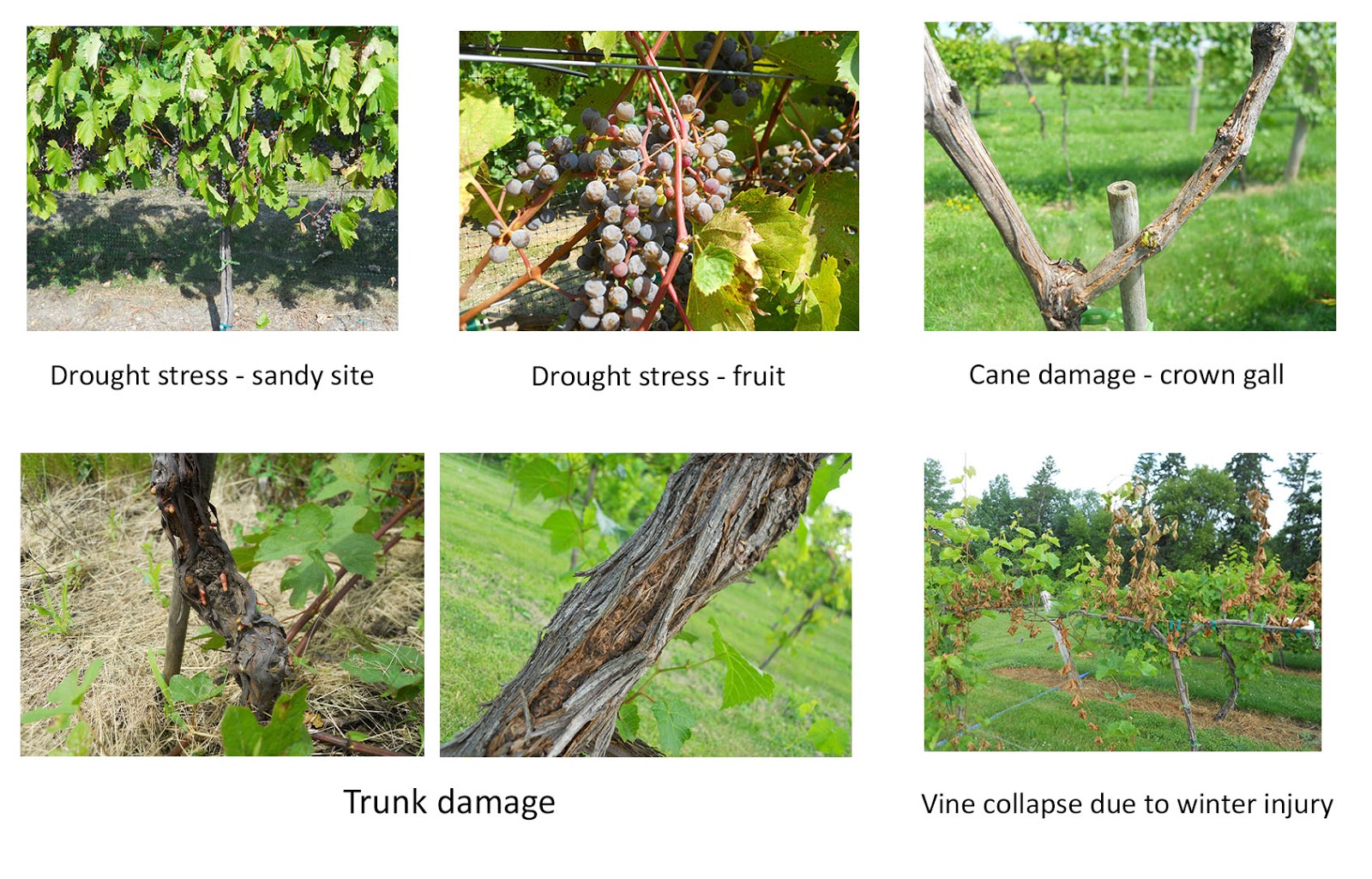 How to harbor grapes for the winter: gardeners tips 82 How to harbor grapes for the winter: gardeners tips 33