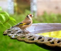 Bird on birdbath