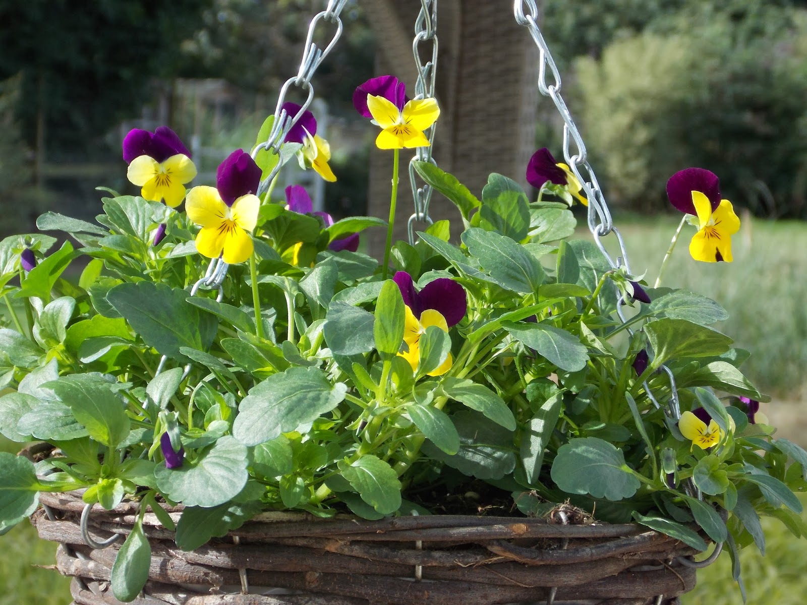 Gardening Express Notes from the Nursery Guide to Autumn and Winter