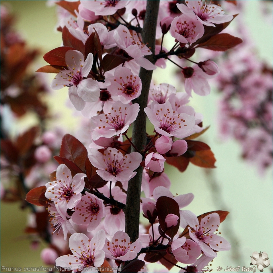 Prunus cerasifera 'Nigra' - Śliwa wiśniowa kwiaty