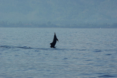 Dolphins Watching at Lovina Beach Bali