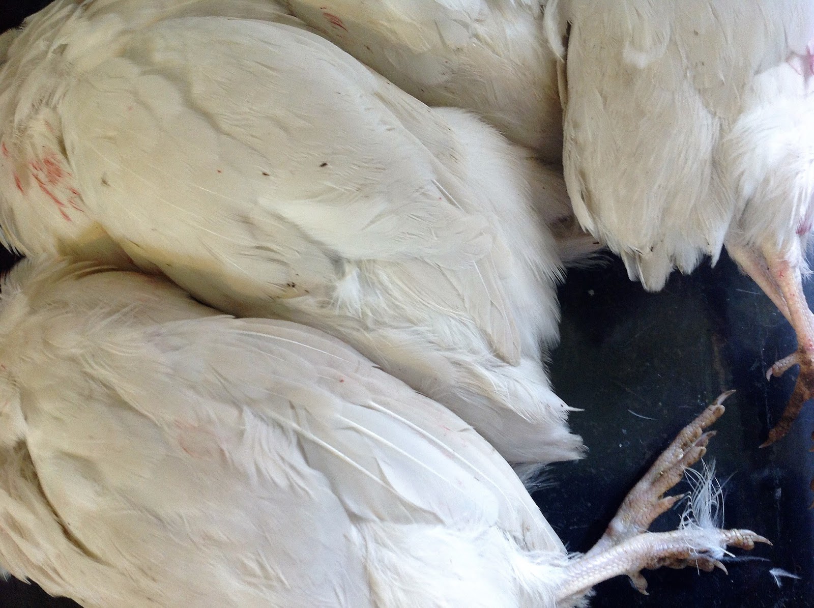 Cottontail Farm Quail harvest butchering, results, costs & process