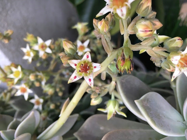Planta-Fantasma (Graptopetalum paraguayense)