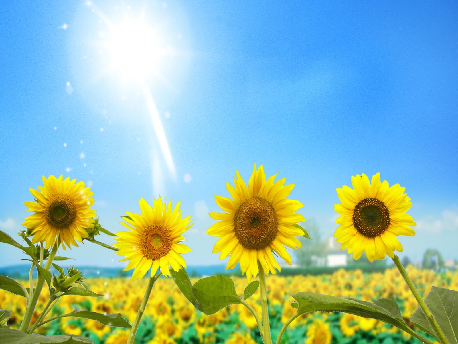 Cool Photos: Sunflower wallpaper
