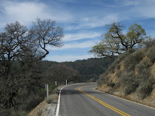 New leaves emerging on gnarled trees along Mt. Hamilton Road.