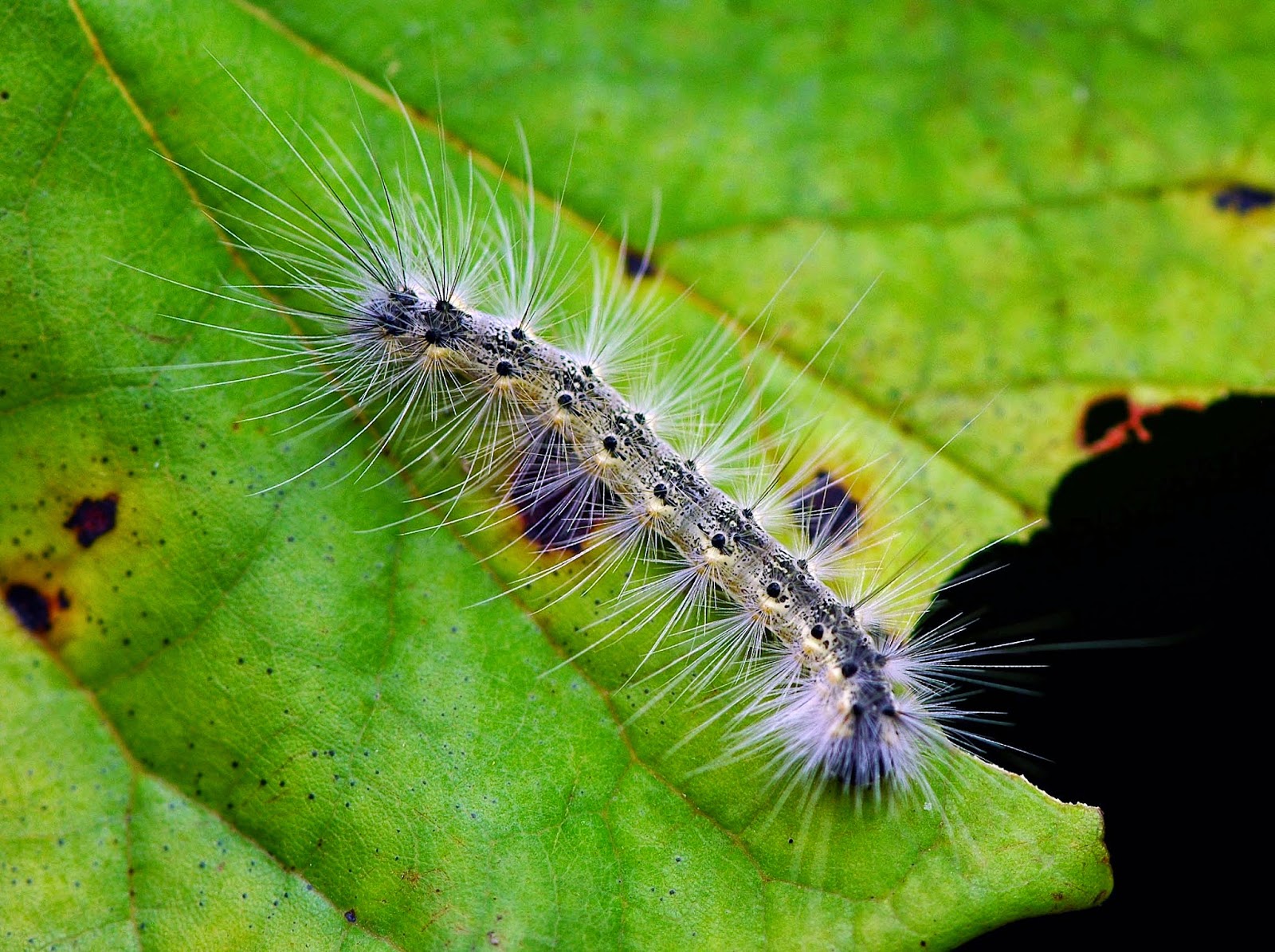 Field Biology in Southeastern Ohio: Autumn, Caterpillar Time