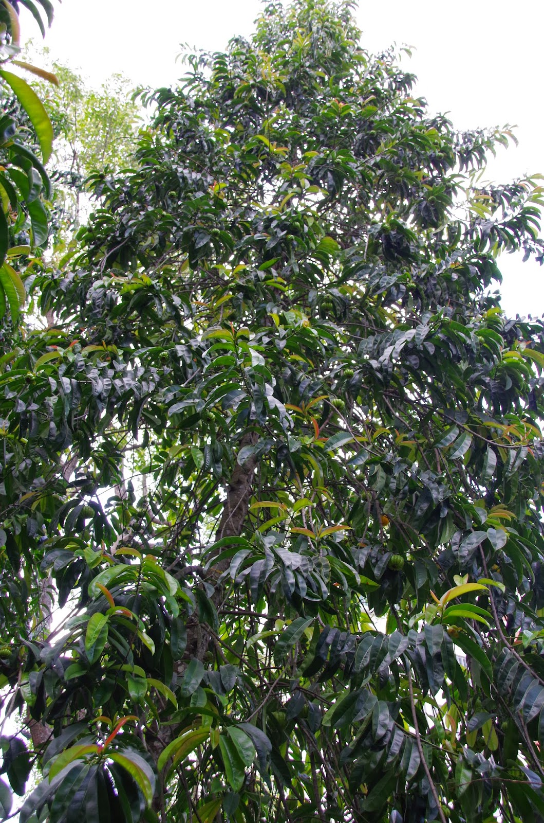 Trees and Plants: Pokok Asam Gelugor