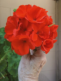 big red geranium