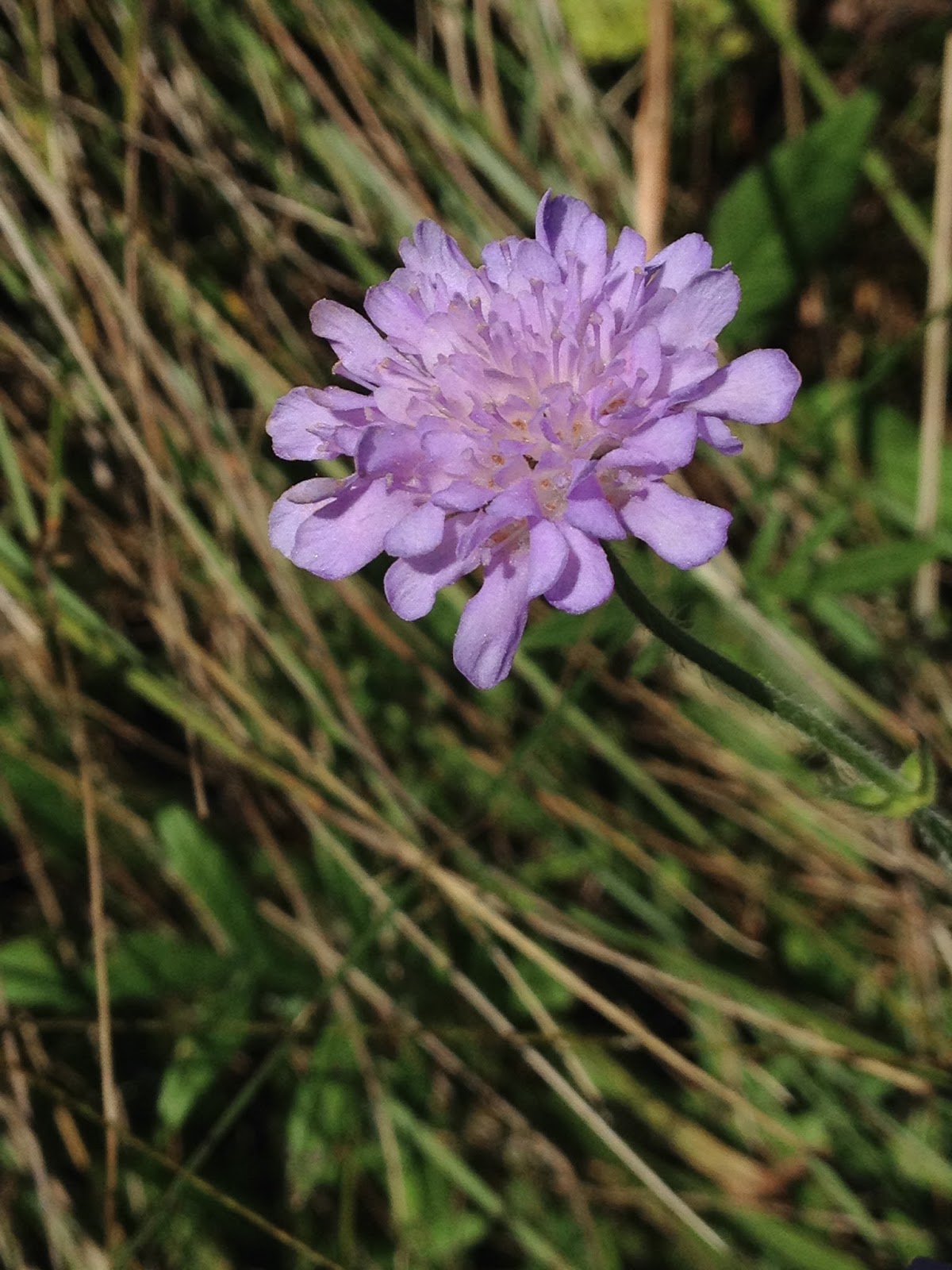 Gordo's World Of Bloom Chalk Downland Flowers Spotter's Guide Part One