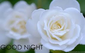 good night good night