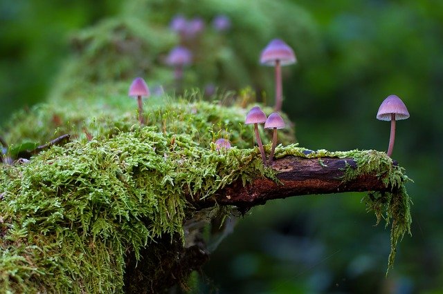 jamur batang kayu pohon