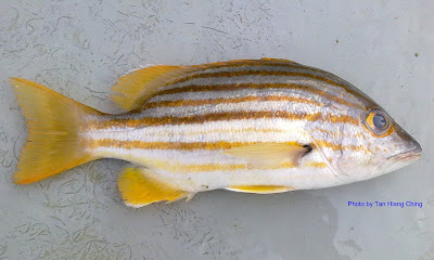 Spanish Flag Snapper