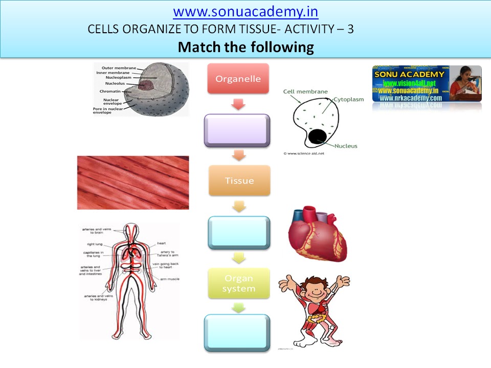 SONU ACADEMY: CELLS ORGANIZE TO FORM TISSUE-ACTIVITY(3)