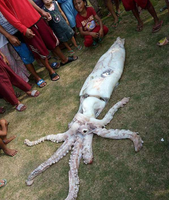 sotong2
