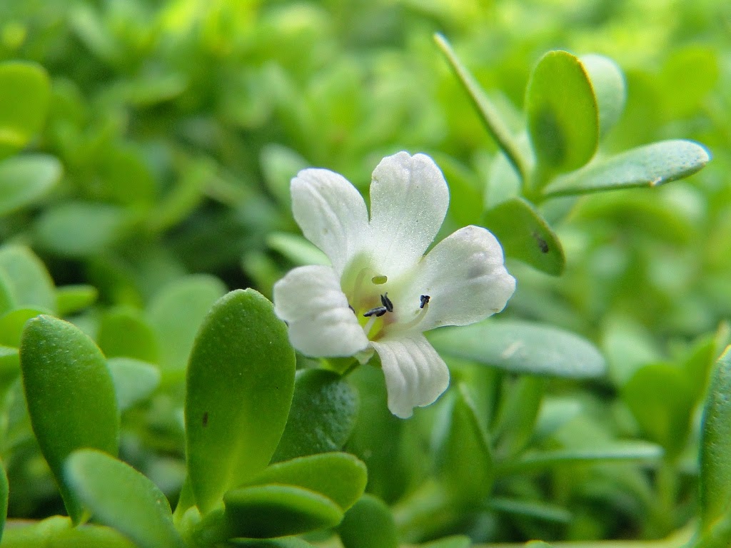 Ayurvedic Brahmi Tree Brain Mind Article