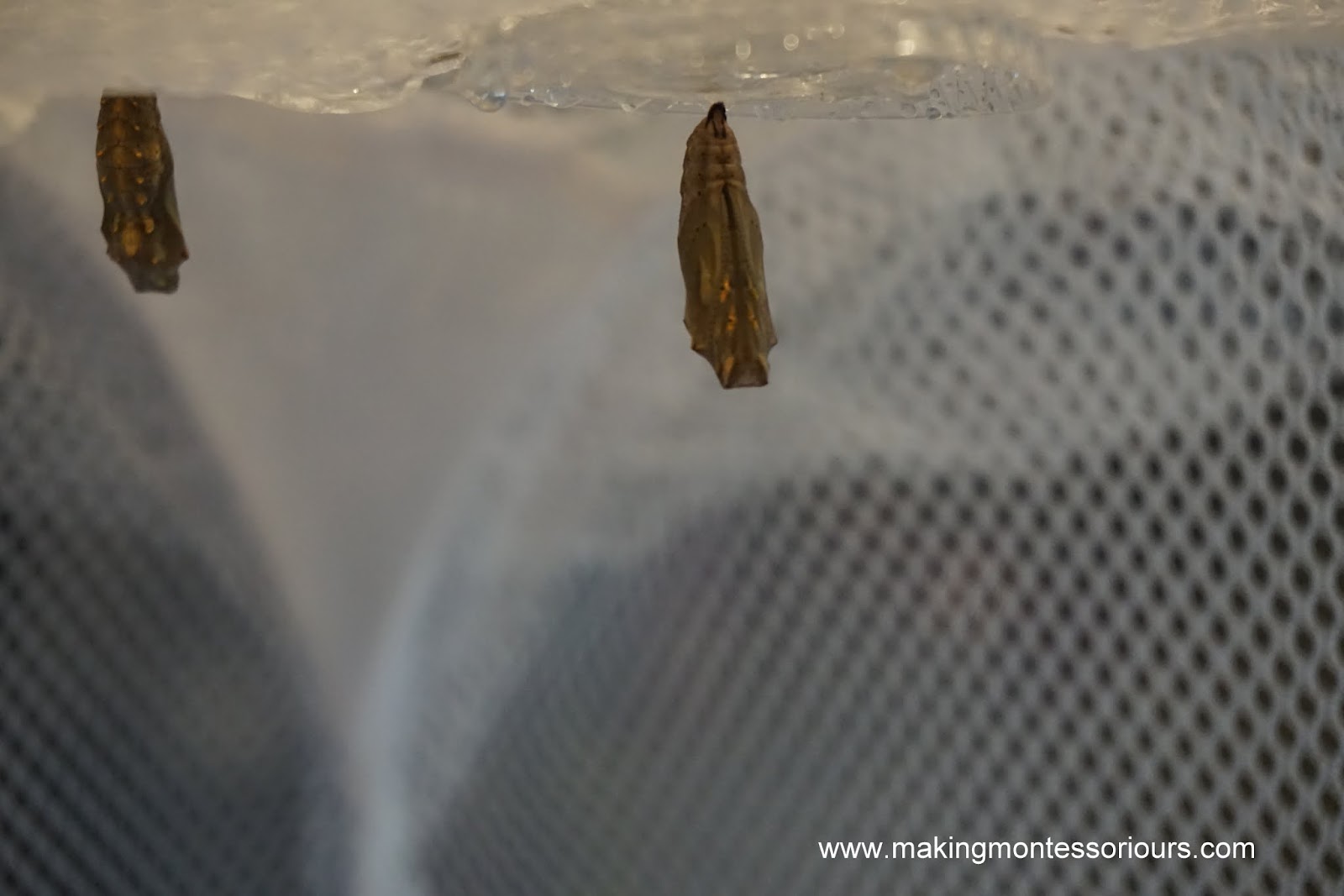 Butterfly Rearing & Hatching At Home "Making Montessori Ours"