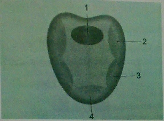 Siti Noer Sarah Harahap Lembar Kerja Siswa 1 (Task 4)