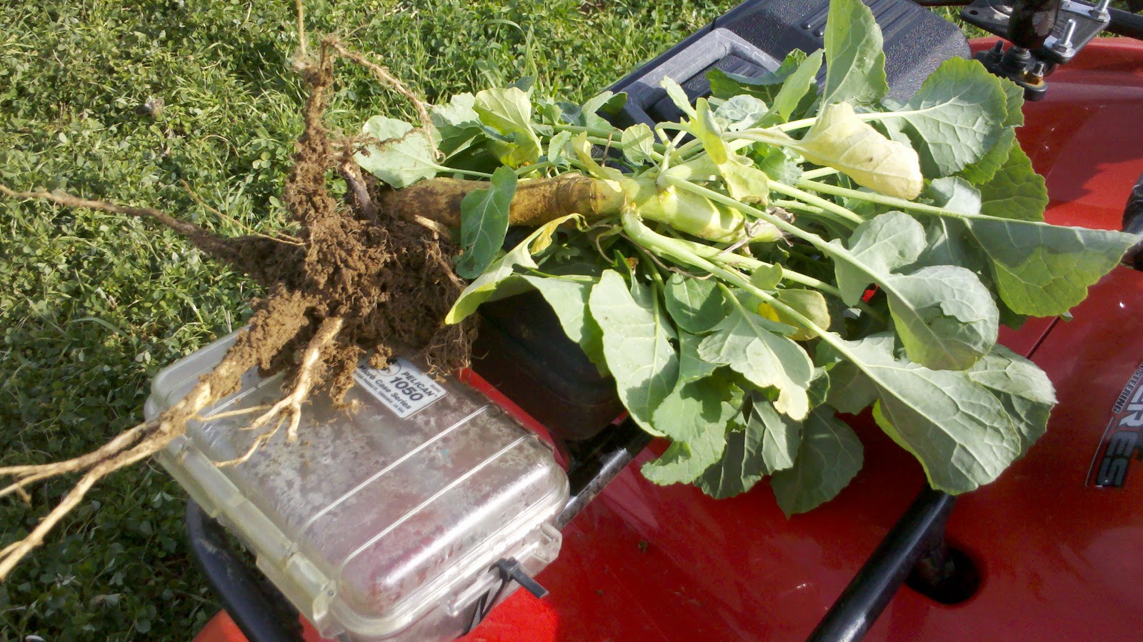 Observations in Agriculture Tillage Radishes
