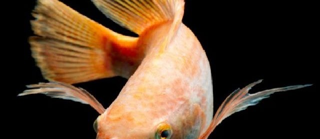 Mengenal Ikan Nila Lebih Jauh