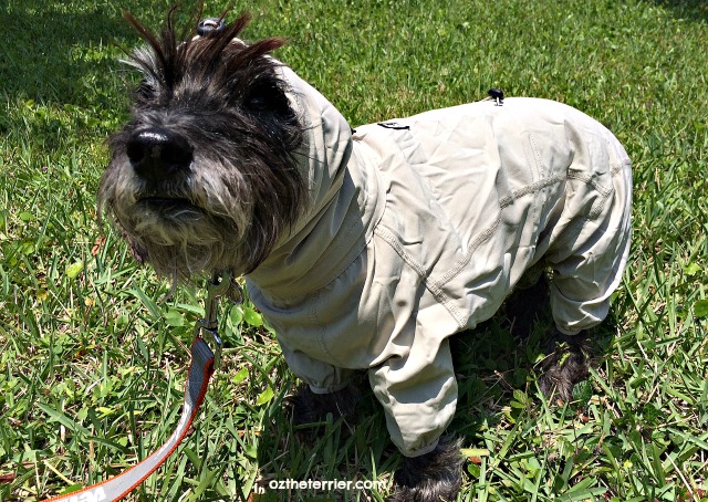 oz in hurtta sun & bug blocker suit for dogs