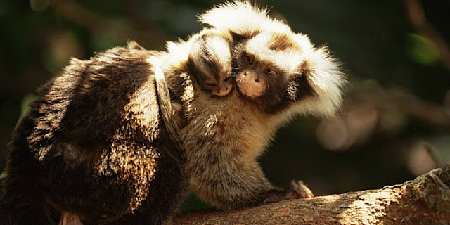 Santarem marmoset Santarem marmoset