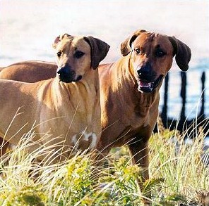 strong african dog names