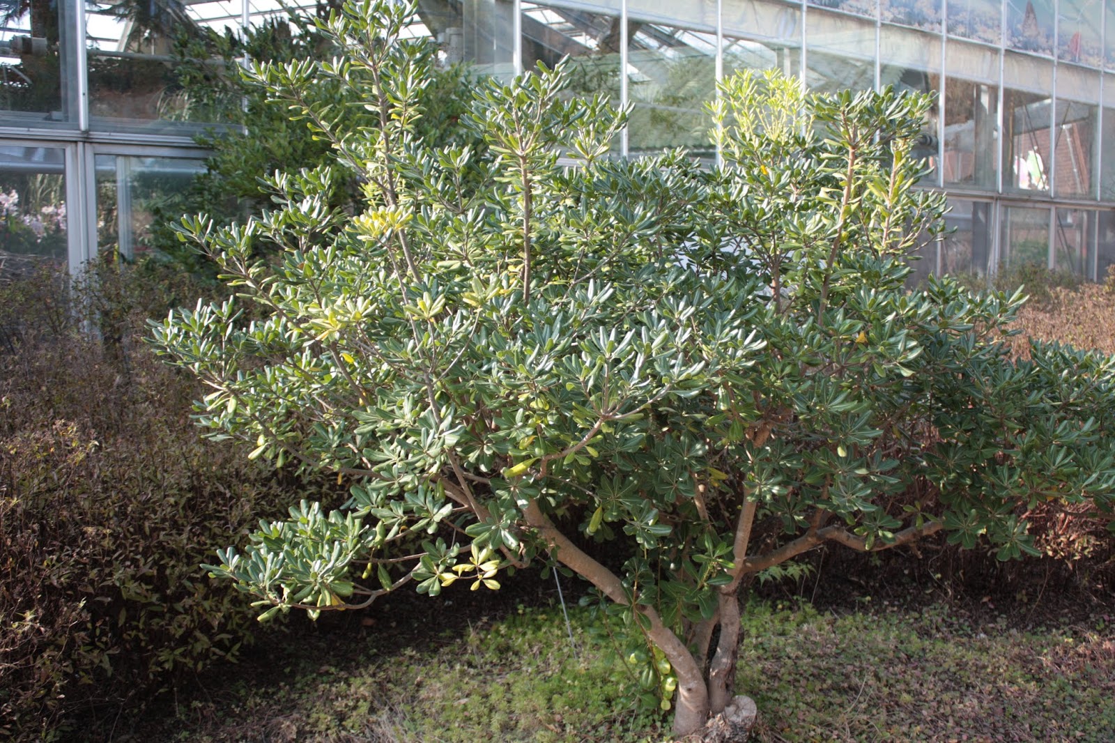 Fashion Magazine Pittosporum Tobira Flowers Pictures