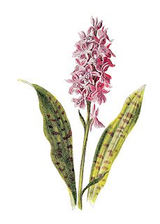 flower orchid image wildflower digital download