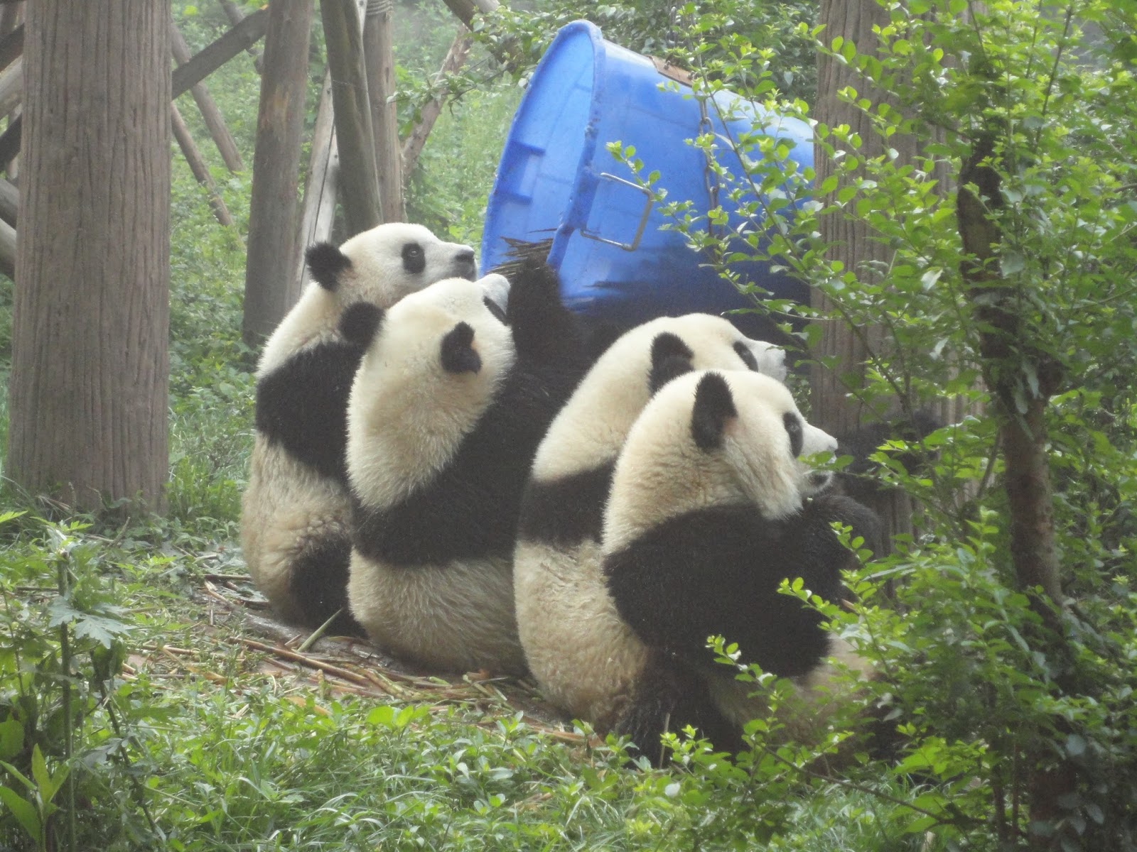 things to do in Chengdu