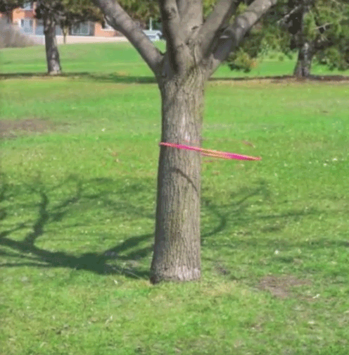 Hula hoop on tree
